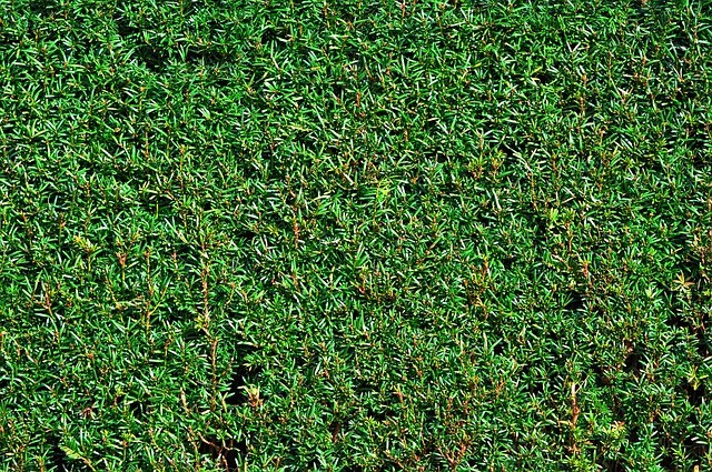 Natural fences