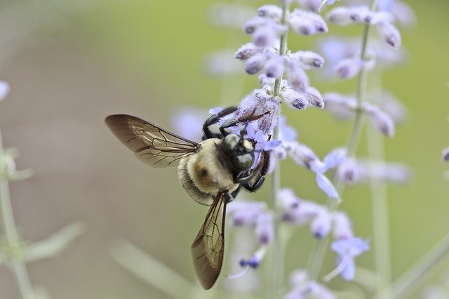 Poor people are even tormented by allergies