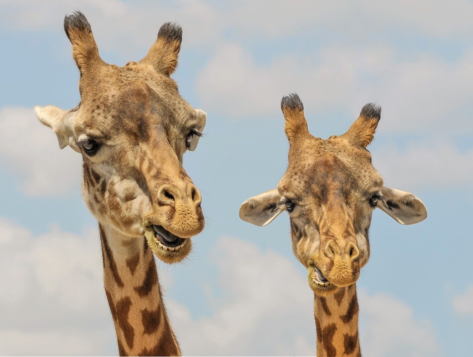 An extinct kangaroo species arrived at the Budapest Zoo from Antwerp