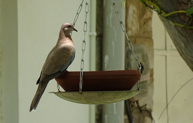 In summer, the garden can be bird-friendly