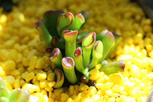 Mini garden, the Wabi Kusa