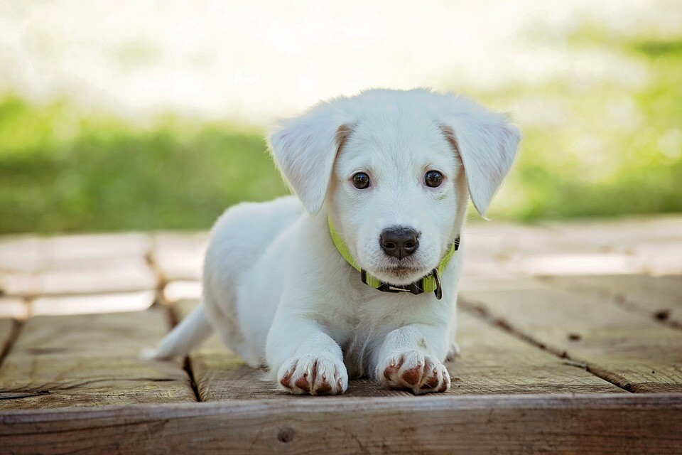 Dogs also recognize their owner solely on the basis of their voice