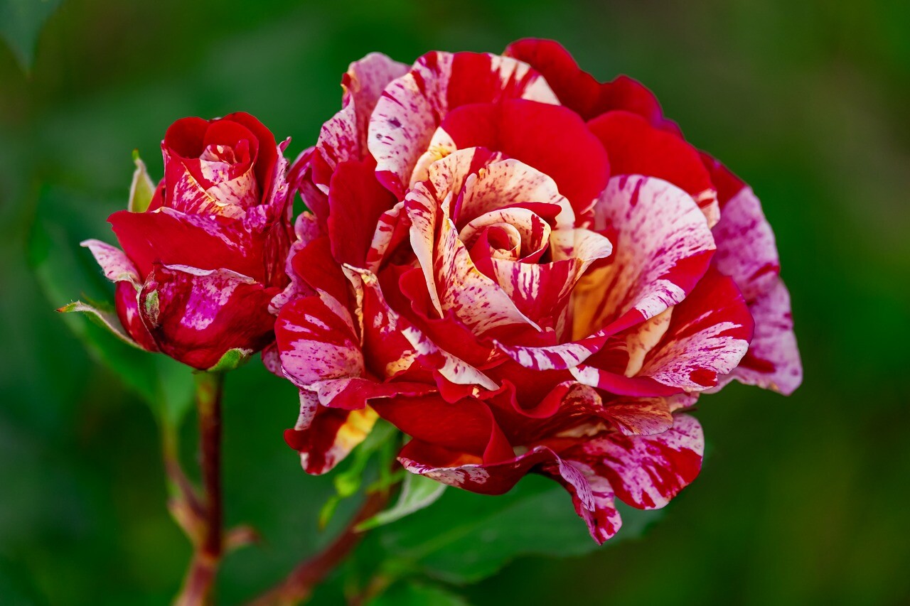 Half a million live flowers, one thousand six hundred processors at this year's flower carnival in Debrecen