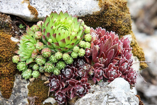 If you're bored of your garden, rock it!