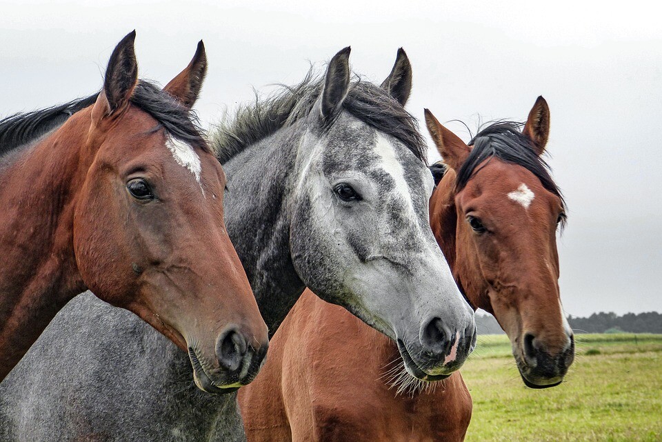 Lipizzan horse breeding has become part of UNESCO's intellectual cultural heritage