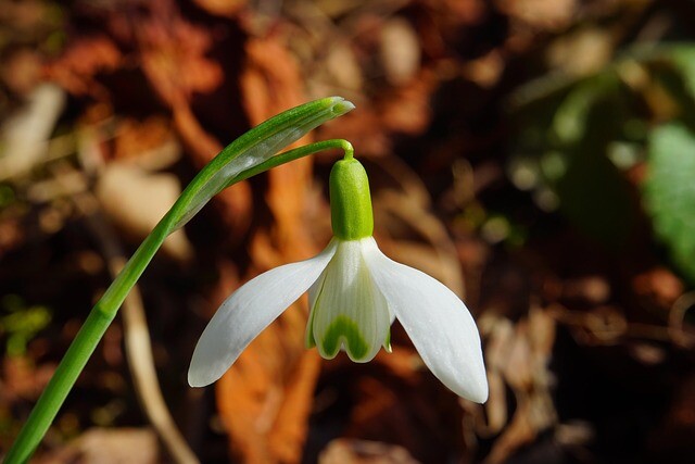 Is winter making you sick? Wait for spring!